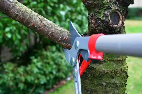 tree services Lookout Mountain